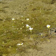 Habitusfoto Ranunculus trichophyllus subsp. eradicatus