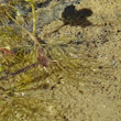 Blätterfoto Ranunculus trichophyllus subsp. eradicatus