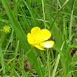 Portraitfoto Ranunculus tuberosus