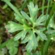 Foto von Besonderheit Ranunculus tuberosus