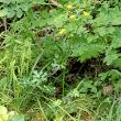 Habitusfoto Ranunculus tuberosus