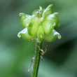 Fruchtfoto Ranunculus tuberosus