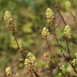 Foto von Besonderheit Reseda lutea