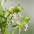 Fruchtfoto Reseda lutea
