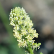 Bl&uuml;tenfoto Reseda lutea