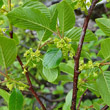 Portraitfoto Rhamnus alpina