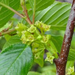 Blütenfoto Rhamnus alpina