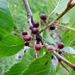 Fruchtfoto Rhamnus alpina