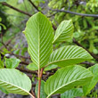 Foto von Besonderheit Rhamnus alpina