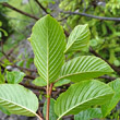 Foto von Besonderheit Rhamnus alpina