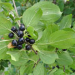 Fruchtfoto Rhamnus cathartica