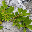 Portraitfoto Rhamnus pumila