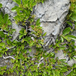 Habitusfoto Rhamnus pumila