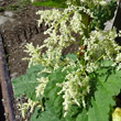 Portraitfoto Rheum rhabarbarum