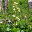 Habitusfoto Rheum rhabarbarum