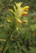 Habitusfoto Rhinanthus alectorolophus