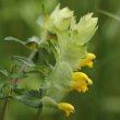 Portraitfoto Rhinanthus alectorolophus