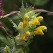 Blütenfoto Rhinanthus angustifolius