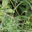 Blätterfoto Rhinanthus angustifolius