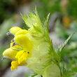 Portraitfoto Rhinanthus glacialis