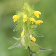 Portraitfoto Rhinanthus minor