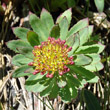 Portraitfoto Rhodiola rosea