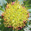 Blütenfoto Rhodiola rosea