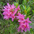 Portraitfoto Rhododendron ferrugineum