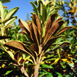 Foto von Besonderheit Rhododendron ferrugineum