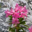 Habitusfoto Rhododendron hirsutum