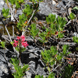Habitusfoto Rhododendron hirsutum