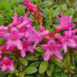 Blütenfoto Rhododendron hirsutum