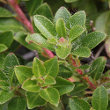 Blätterfoto Rhododendron hirsutum