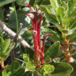 Fruchtfoto Rhododendron hirsutum