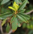 Blätterfoto Rhododendron ferrugineum