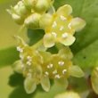 Portraitfoto Ribes alpinum