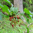 Fruchtfoto Ribes petraeum