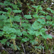 Habitusfoto Ribes petraeum