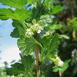 Portraitfoto Ribes uva-crispa