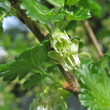 Blütenfoto Ribes uva-crispa