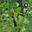 Stängel-/Stammfoto Ribes uva-crispa