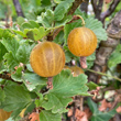 Fruchtfoto Ribes uva-crispa