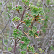 Stängel-/Stammfoto Ribes uva-crispa