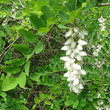 Portraitfoto Robinia pseudoacacia