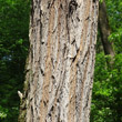 Foto von Besonderheit Robinia pseudoacacia