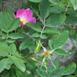 Foto Kelch Rosa abietina