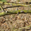 Stängel-/Stammfoto Rosa agrestis