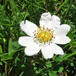 Portraitfoto Rosa arvensis