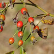 Fruchtfoto Rosa arvensis