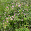 Habitusfoto Rosa canina
